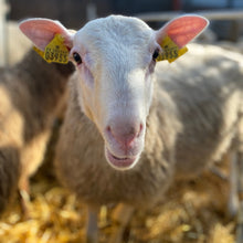 Indlæs billede til gallerivisning Ninas Bandana Strikkeopskrift